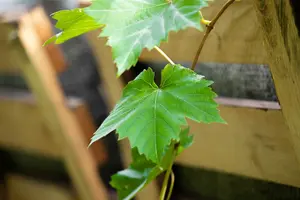 Vitis vinifera 100-125   C4 - afbeelding 1