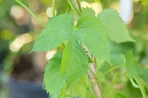 Vitis vinifera 100-125 C4 - afbeelding 4
