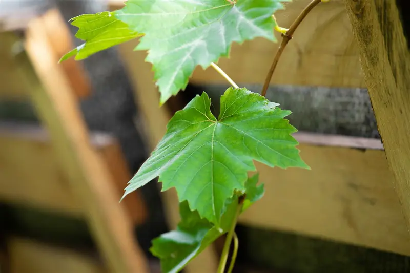 Vitis vinifera 175-200 C10 - afbeelding 1