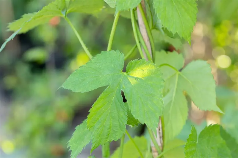 Vitis vinifera 175-200 C10 - afbeelding 5