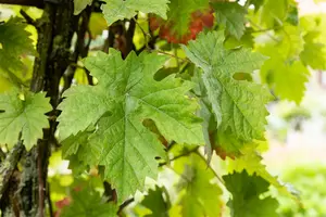vitis vinifera (50- 60cm) - afbeelding 4