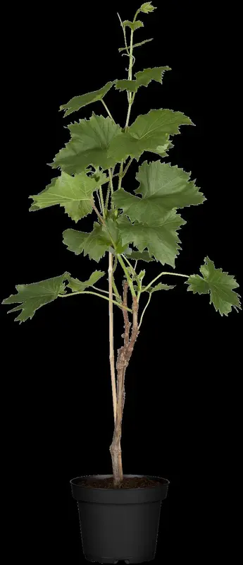vitis vinifera (50- 60cm) - afbeelding 1
