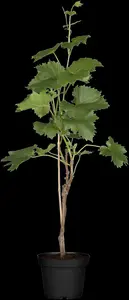 vitis vinifera (50- 60cm) - afbeelding 1