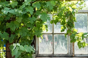 Vitis vinifera wit/blanc OP REK 110X50 C18 - afbeelding 2