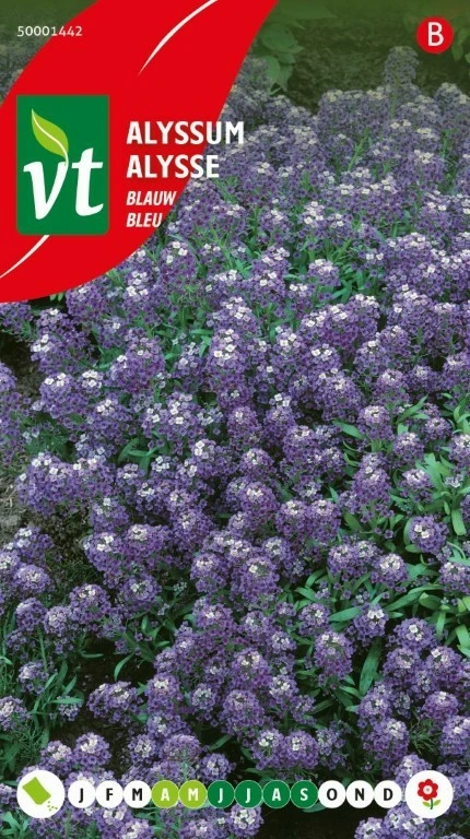 VT ALYSSUM KONINGSTAPIJT