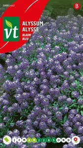 VT ALYSSUM KONINGSTAPIJT