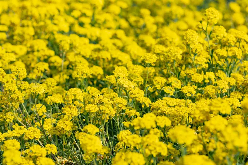 VT ALYSSUM ROSIE O'DAY - afbeelding 2