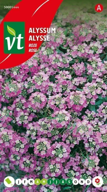VT ALYSSUM ROSIE O'DAY