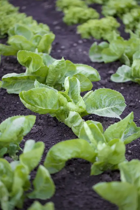 VT ANDIJVIE SNIJ FIJNE KRUL - afbeelding 4