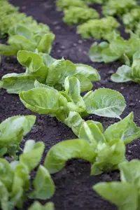 VT ANDIJVIE SNIJ FIJNE KRUL - afbeelding 4