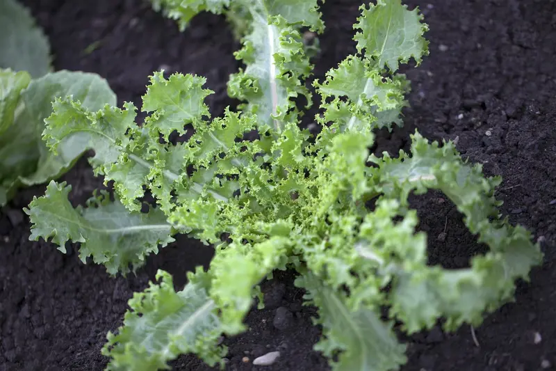 VT ANDIJVIE SNIJ FIJNE KRUL - afbeelding 2