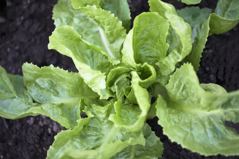 VT ANDIJVIE SNIJ FIJNE KRUL - afbeelding 3