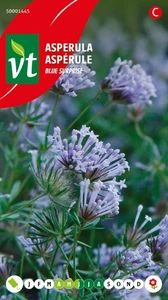 VT ASPERULA BLUE SURPRISE