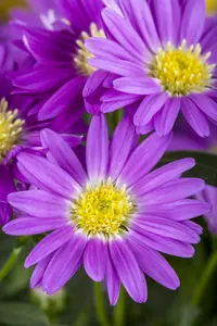 VT ASTER DWERGKONINGIN - afbeelding 4