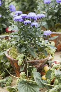 VT ASTER DWERGKONINGIN - afbeelding 6