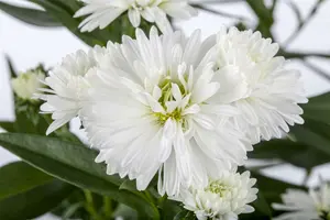 VT ASTER DWERGKONINGIN - afbeelding 3