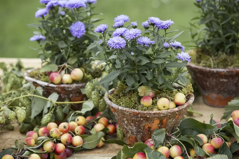 VT ASTER DWERGKONINGIN - afbeelding 5