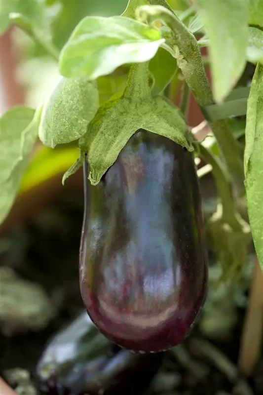 VT AUBERGINE LANGE VIOLETTE - afbeelding 6