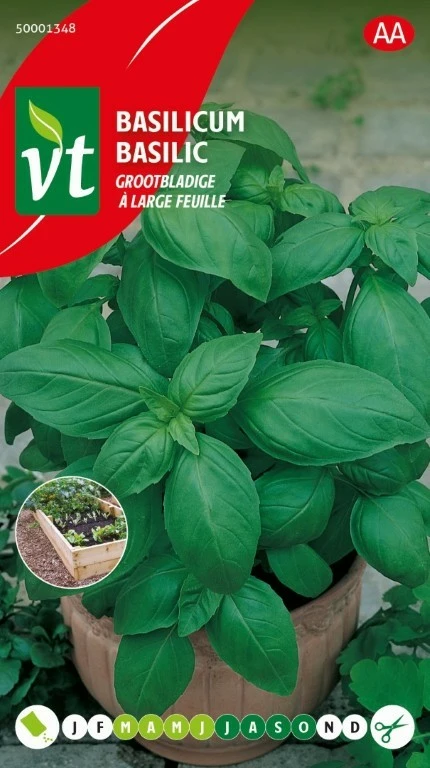 VT BASILICUM GROOTBLADIGE MOESTUINBAK