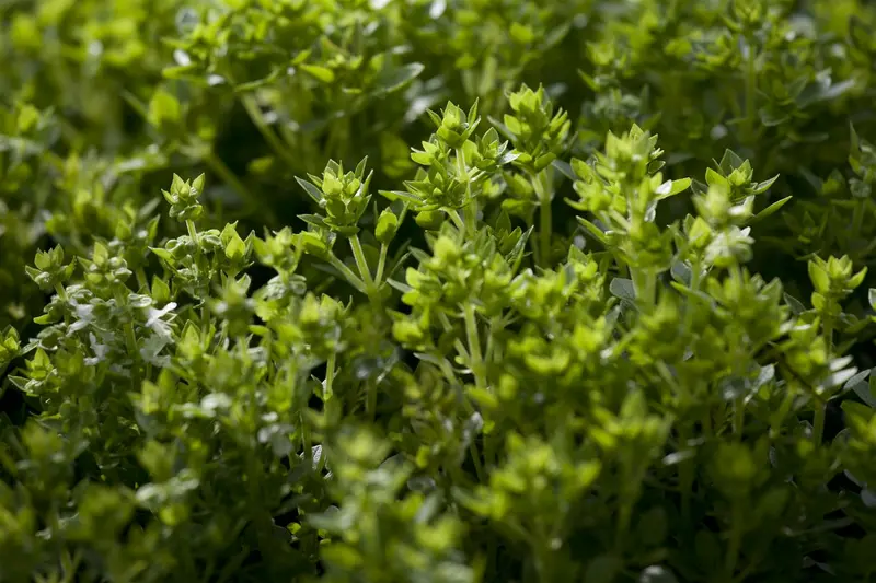 VT BASILICUM RODE - afbeelding 2