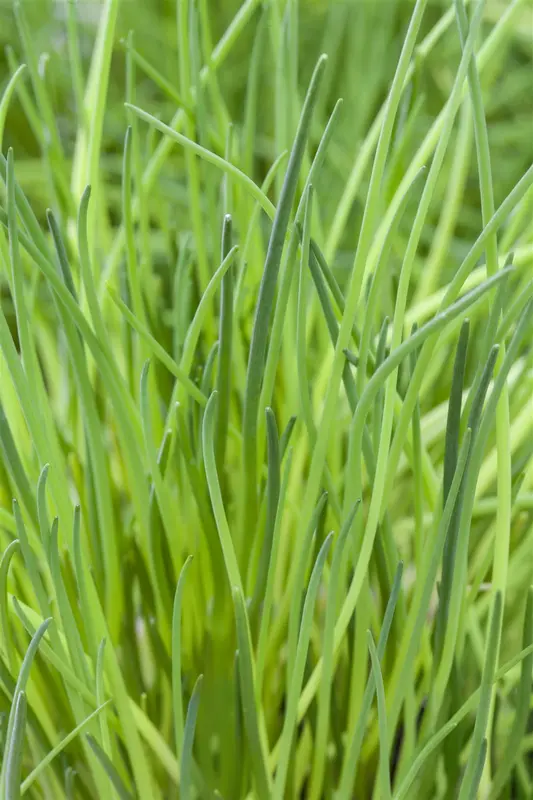 VT BIESLOOK POLYVIT BE-BIO-01 - afbeelding 2