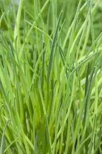 VT BIESLOOK POLYVIT BE-BIO-01 - afbeelding 2