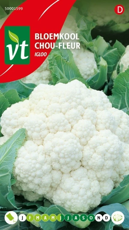 VT BLOEMKOOL SIRIA/IGLOO F1 HYBRIDE