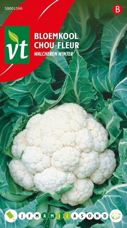 VT BLOEMKOOL WALCHEREN WINTER