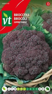 VT BROCCOLI SUMMER PURPLE