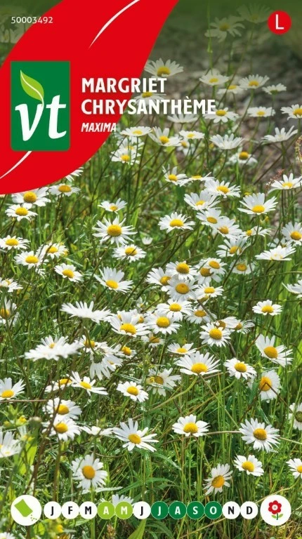 VT CHRYSANTHEMUM MAXIMUM ALASKA