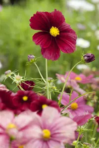 VT COSMOS VELOUETTE - afbeelding 3