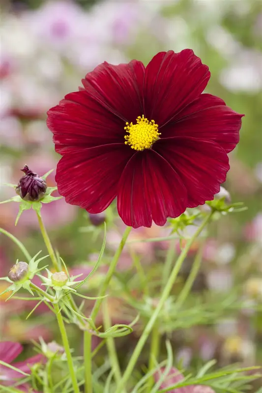 VT COSMOS VELOUETTE - afbeelding 4