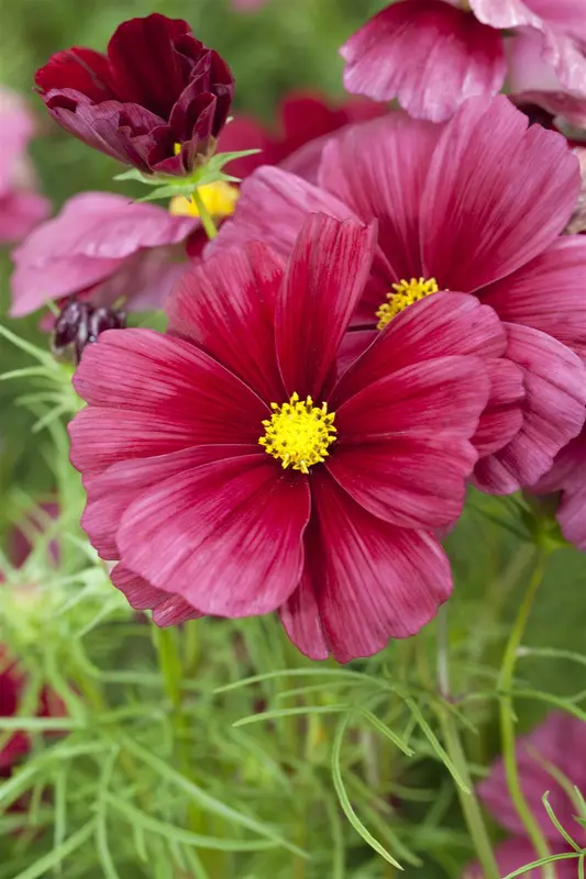 VT COSMOS VELOUETTE - afbeelding 6