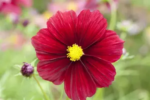 VT COSMOS VELOUETTE - afbeelding 5