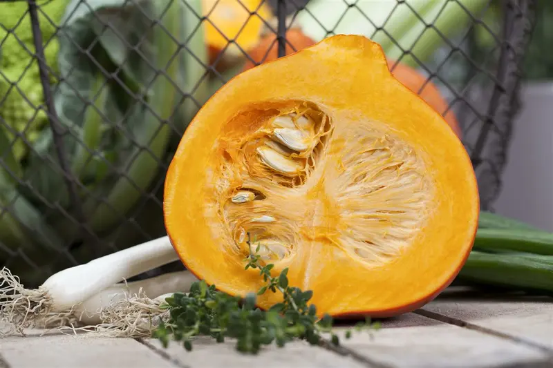 VT COURGETTE BLACK BEAUTY SUPERBA - afbeelding 5