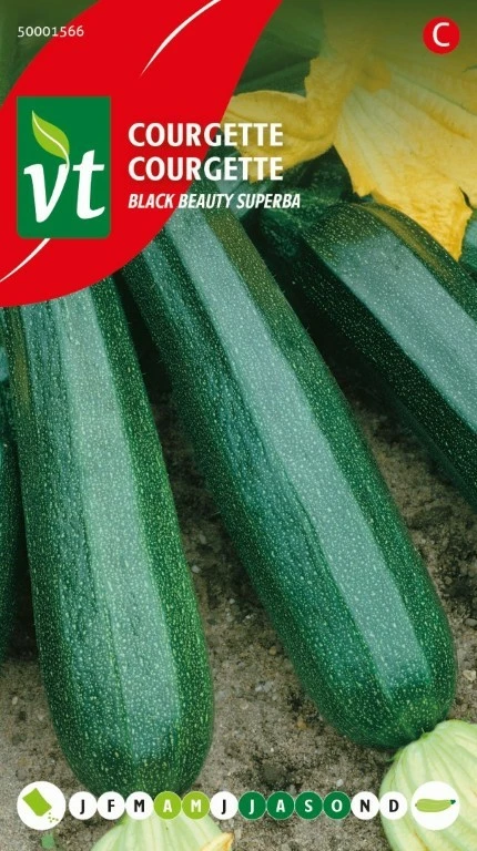 VT COURGETTE BLACK BEAUTY SUPERBA