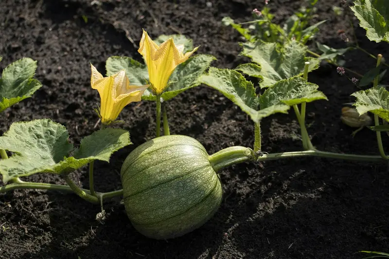 VT COURGETTE RONDE VAN NICE - afbeelding 2