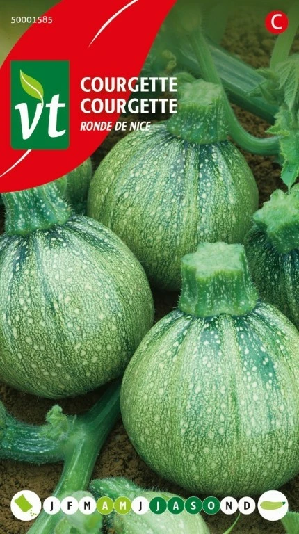 VT COURGETTE RONDE VAN NICE