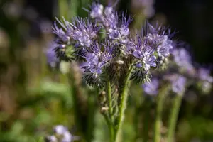 VT DY FACELIA 150 G - afbeelding 4