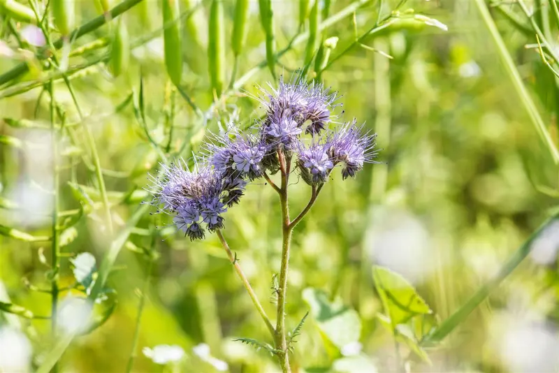 VT DY FACELIA 150 G - afbeelding 2