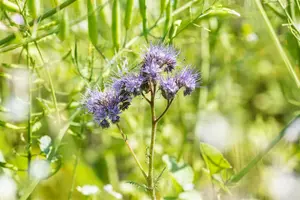 VT DY FACELIA 150 G - afbeelding 2