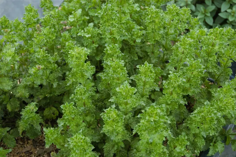 VT GROENE MUNT - afbeelding 6