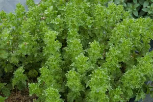 VT GROENE MUNT - afbeelding 6