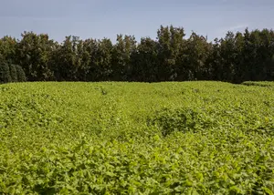 VT KEUKENRAAP MILAN. W. ROODK. BE-BIO-01 - afbeelding 2