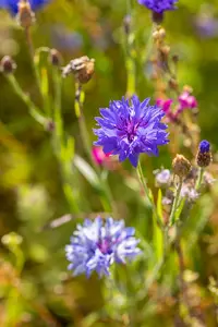 VT KORENBLOEM BLAUW - afbeelding 6