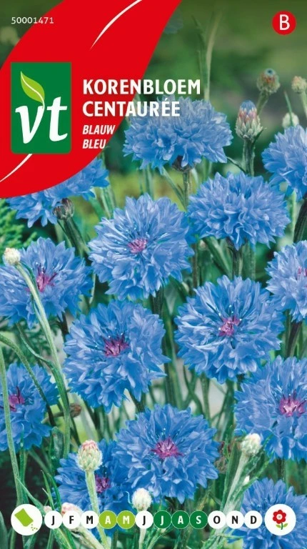 VT KORENBLOEM BLAUW