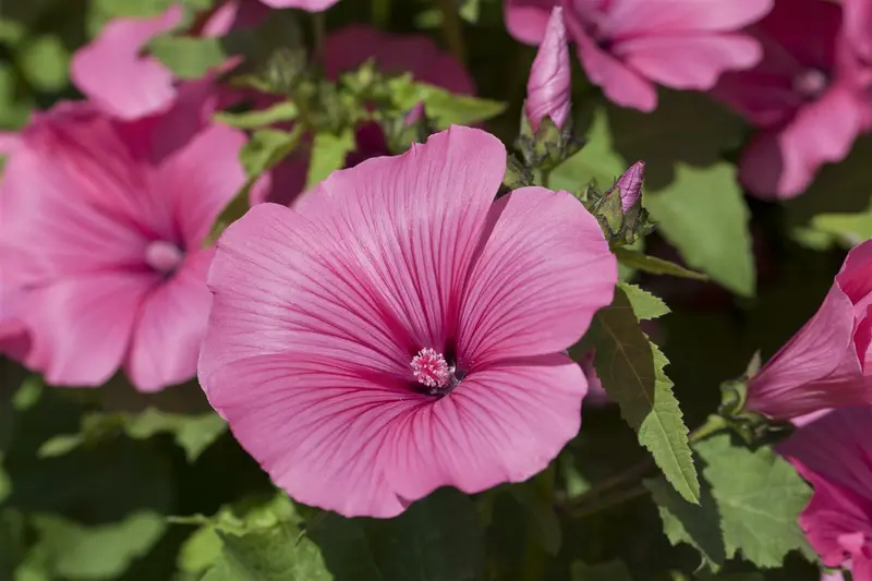 VT LAVATERA ROZE - afbeelding 2