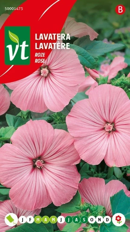 VT LAVATERA ROZE