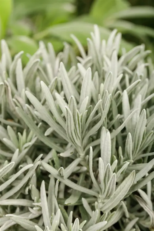 VT LAVENDEL - afbeelding 2