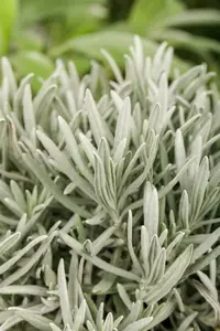 VT LAVENDEL - afbeelding 2